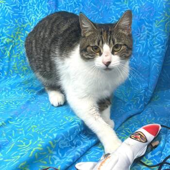 Rescue Domestic Short Hair Cats for Adoption in Folsom, Louisiana - Baby | PetCurious