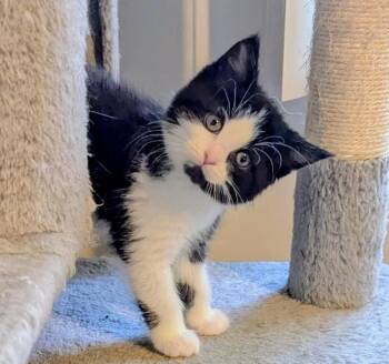 Tuxedo Cats Available for Adoption - Blooper SP | PetCurious