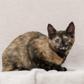 Domestic Short Hair Cats Available for Adoption in Sunnyvale, California - Penelope | PetCurious