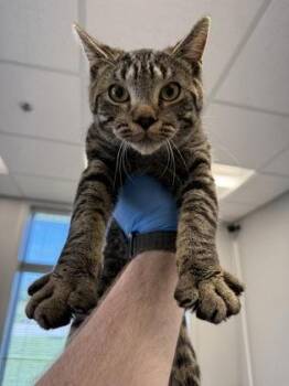 JoJo -  Domestic Short Hair Cat for Adoption in Lafayette, Indiana - JoJo | PetCurious