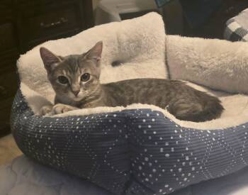 Cinder -  Domestic Short Hair Cat for Adoption in Mansfield, Texas - Cinder | PetCurious