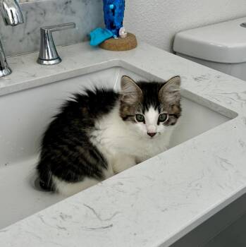 Domestic Short Hair Cats Available for Adoption - Marley | PetCurious