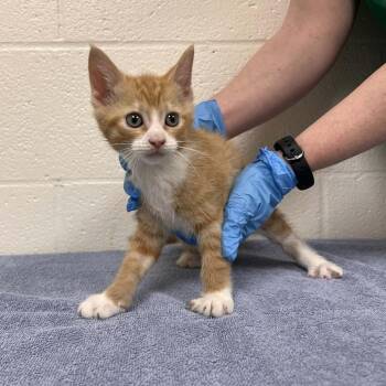 Domestic Short Hair Cats Available for Adoption - SVAS-Stray-38368 | PetCurious