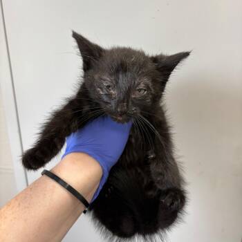 Domestic Short Hair Cats Available for Adoption in Columbiana, Alabama - Chic-Fil-A  Sauce | PetCurious