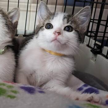 Domestic Short Hair Cats Available for Adoption in Union, Missouri - Nutmeg LR2 | PetCurious