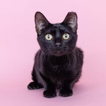 Robert -  Domestic Short Hair Cat for Adoption in Franklin, Tennessee - Robert | PetCurious