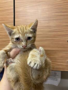 A613848 -  Domestic Short Hair Cat for Adoption in Modesto, California - A613848 | PetCurious