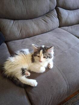 C324 Litter Vaca -  Domestic Medium Hair and Tabby Cat Available for Adoption in Livonia, Michigan - C324 Litter Vaca | PetCurious