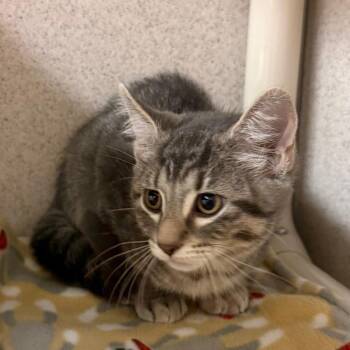 Shay -  Domestic Short Hair Cat for Adoption in Naperville, Illinois - Shay | PetCurious