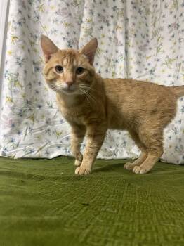 M. B. Wilie -  Domestic Short Hair Cat for Adoption in Upper Sandusky, Ohio - M. B. Wilie | PetCurious