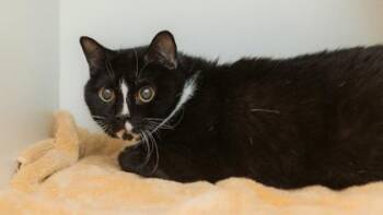 Polo -  Domestic Short Hair Cat for Adoption in West Chester, Pennsylvania - Polo | PetCurious