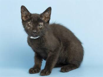 ONYX -  Domestic Short Hair Cat for Adoption in Phoenix, Arizona - ONYX | PetCurious