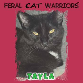 Tayla -  Domestic Short Hair Cat for Adoption in Squamish, British Columbia - Tayla | PetCurious