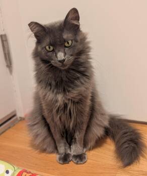 Rescue Domestic Long Hair Cats for Adoption in Los Angeles, California - Fifi | PetCurious