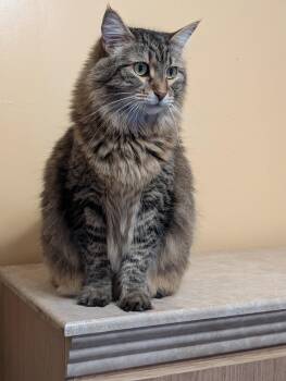 Maine Coon Cats Available for Adoption in Pompano Beach, Florida - Bella | PetCurious