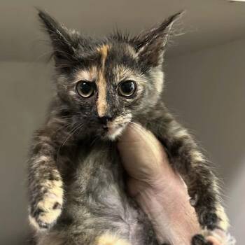 Tortoiseshell and Domestic Short Hair Cats Available for Adoption - Autumn | PetCurious