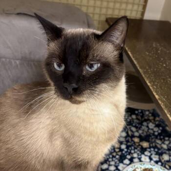 Finn -  Siamese Cat for Adoption in Sandy Springs, Georgia - Finn | PetCurious