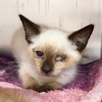 Roger -  Domestic Short Hair Cat for Adoption in Cincinnati, Ohio - Roger | PetCurious