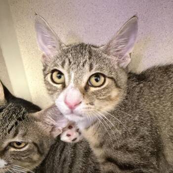 Kent -  Domestic Short Hair Cat for Adoption in Westhampton, New York - Kent | PetCurious