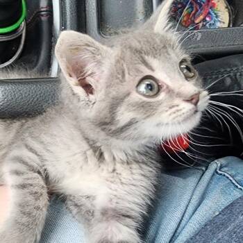 Neo -  Domestic Short Hair Cat Available for Adoption in Shinnston, West Virginia - Neo | PetCurious