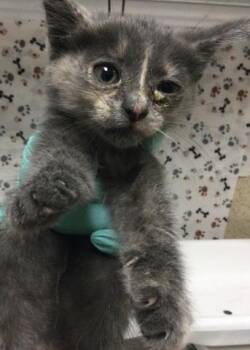 MOON -  Domestic Short Hair Cat for Adoption in Riverside, California - MOON | PetCurious