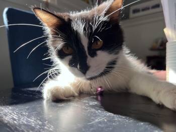 Domestic Medium Hair Cats Available for Adoption in Cleveland, Ohio - Lily | PetCurious