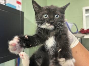 Rescue Domestic Short Hair Cats for Adoption in Grand Prairie, Texas - ZAYN | PetCurious