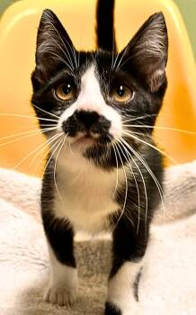 Glitch in the Pattern -  Domestic Short Hair Cat for Adoption - Glitch In The Pattern | PetCurious