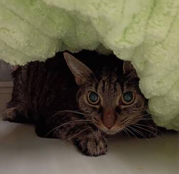 Domestic Short Hair Cats Available for Adoption in Las Vegas, Nevada - MOLLY | PetCurious