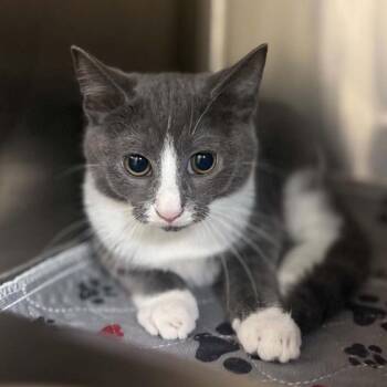 Gema -  Domestic Short Hair Cat for Adoption in Jacksboro, Tennessee - Gema | PetCurious