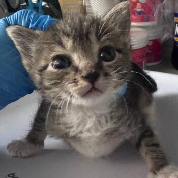 Rollercoaster -  Domestic Short Hair Cat for Adoption in Summerville, South Carolina - Rollercoaster | PetCurious