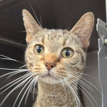 Dude -  Domestic Short Hair Cat for Adoption in Henderson, Kentucky - Dude | PetCurious
