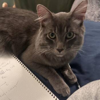 Domestic Medium Hair Cats Available for Adoption in Merrifield, Virginia - Bruno Romero | PetCurious
