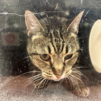 Nala -  Domestic Short Hair Cat for Adoption in Reno, Nevada - Nala | PetCurious