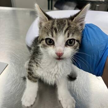 Missy -  Domestic Short Hair Cat for Adoption in Las Cruces, New Mexico - Missy | PetCurious