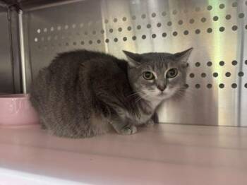 Starling -  Domestic Short Hair Cat for Adoption in Brunswick, Georgia - Starling | PetCurious