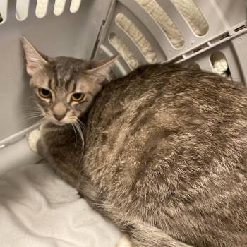 Farina -  Domestic Short Hair Cat for Adoption in Memphis, Tennessee - Farina | PetCurious