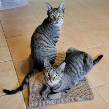 Rescue Domestic Short Hair Cats for Adoption in Fenton, Michigan - BONDED PAIR Yogi And Boo Boo | PetCurious