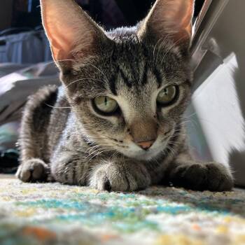 Rescue Domestic Short Hair Cats for Adoption in Philadelphia, Pennsylvania - Formi | PetCurious