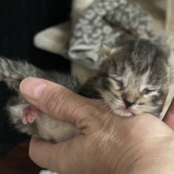 Rescue Domestic Short Hair Cats for Adoption in Springboro, Ohio - Sephora | PetCurious