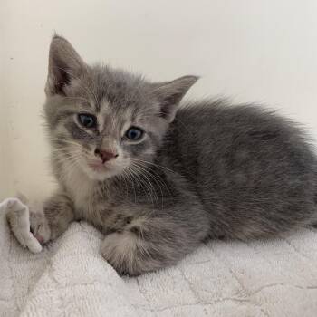Cheese -  Domestic Short Hair Cat for Adoption in Pasadena, California - Cheese | PetCurious