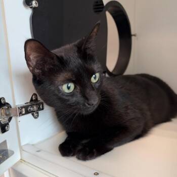 Little -  Domestic Short Hair Cat for Adoption in Port Richey, Florida - Little | PetCurious