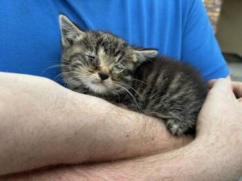 HAMBURGER SUPPLIES -  Domestic Short Hair Cat for Adoption in Louisville, Kentucky - HAMBURGER SUPPLIES | PetCurious