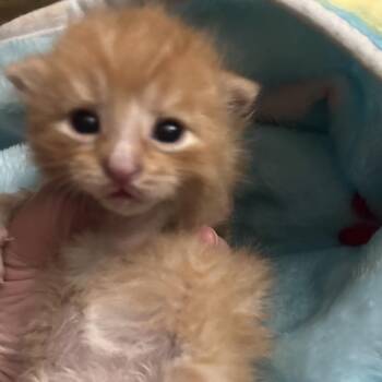 Encore -  Domestic Short Hair Cat for Adoption in Greensboro, North Carolina - Encore | PetCurious