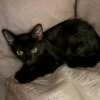 Beanie -  Domestic Short Hair Cat for Adoption in Concord, New Hampshire - Beanie | PetCurious