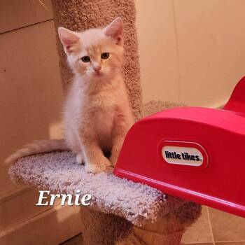 Ernie -  Domestic Medium Hair Cat for Adoption in Cuyahoga Falls, Ohio - Ernie | PetCurious
