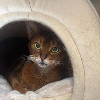Baby Spice -  Abyssinian Cat for Adoption in Manchester, New Hampshire - Baby Spice | PetCurious