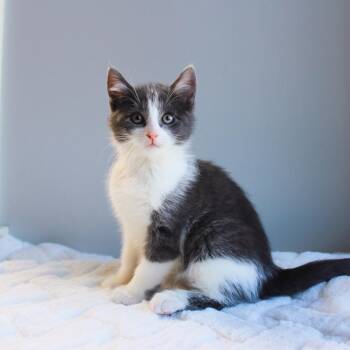 Rescue Domestic Short Hair Cats for Adoption in Wayne, New Jersey - Bubbles | PetCurious