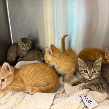 Domestic Short Hair Cats Available for Adoption in Englewood, Florida - Davie Jones | PetCurious