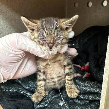 Tabby 26-07-110 -  Domestic Short Hair Cat for Adoption in Bastrop, Texas - Tabby 26-07-110 | PetCurious